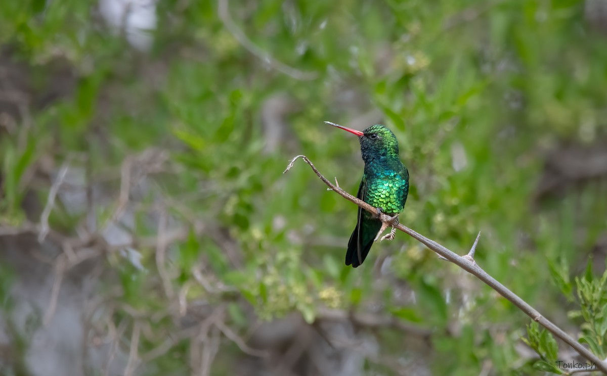 Glittering-bellied Emerald - ML376992011