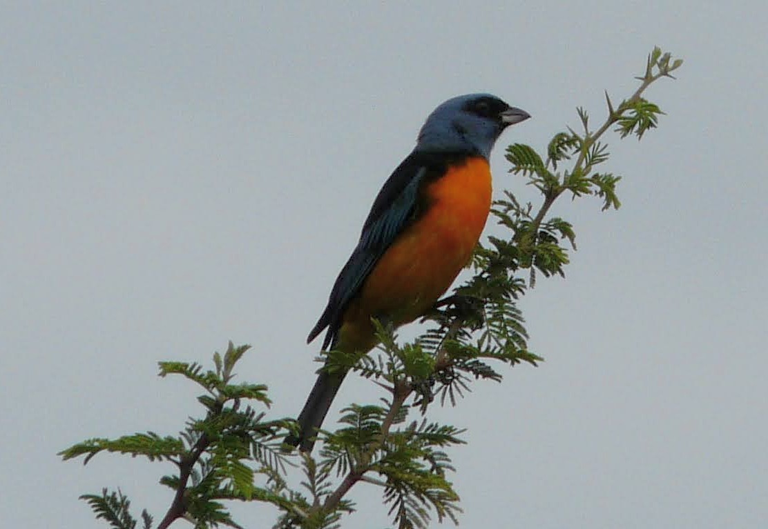 Blue-and-yellow Tanager - ML376992611