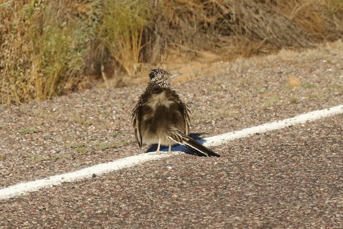 Greater Roadrunner - Lindsay Story