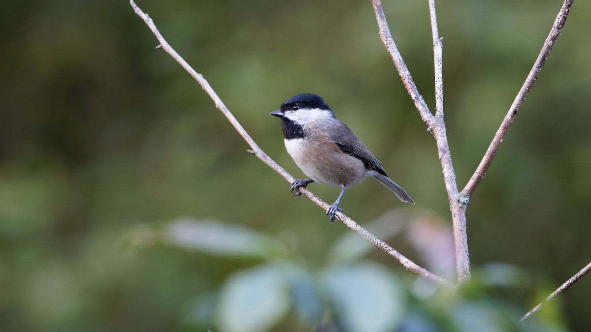 Black-bibbed Tit - Hai HUANG