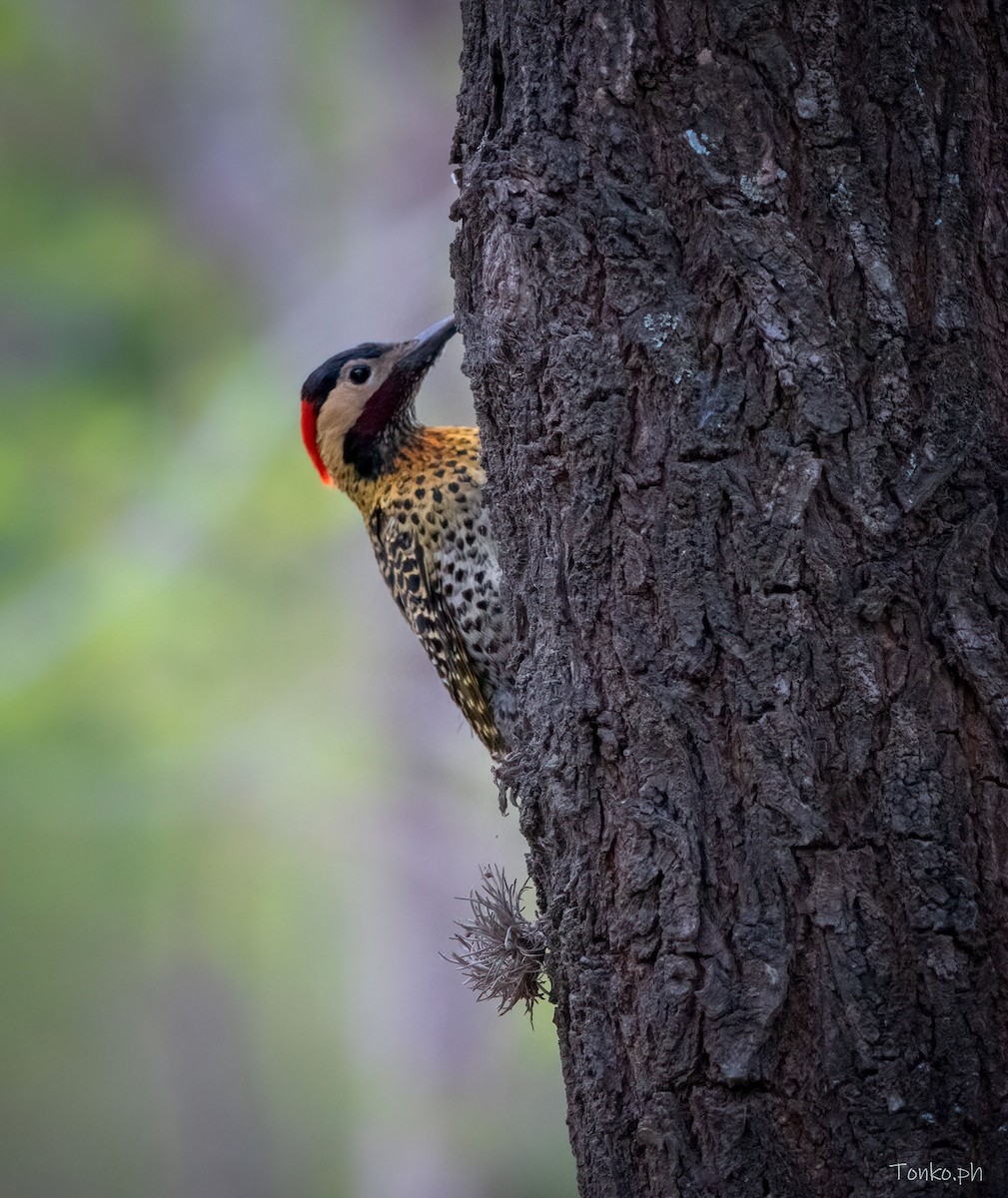 Green-barred Woodpecker - ML376995121