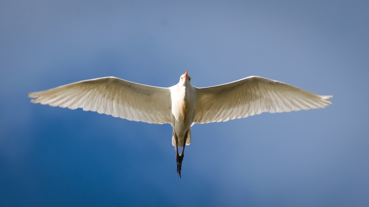 Western Cattle Egret - ML376995431