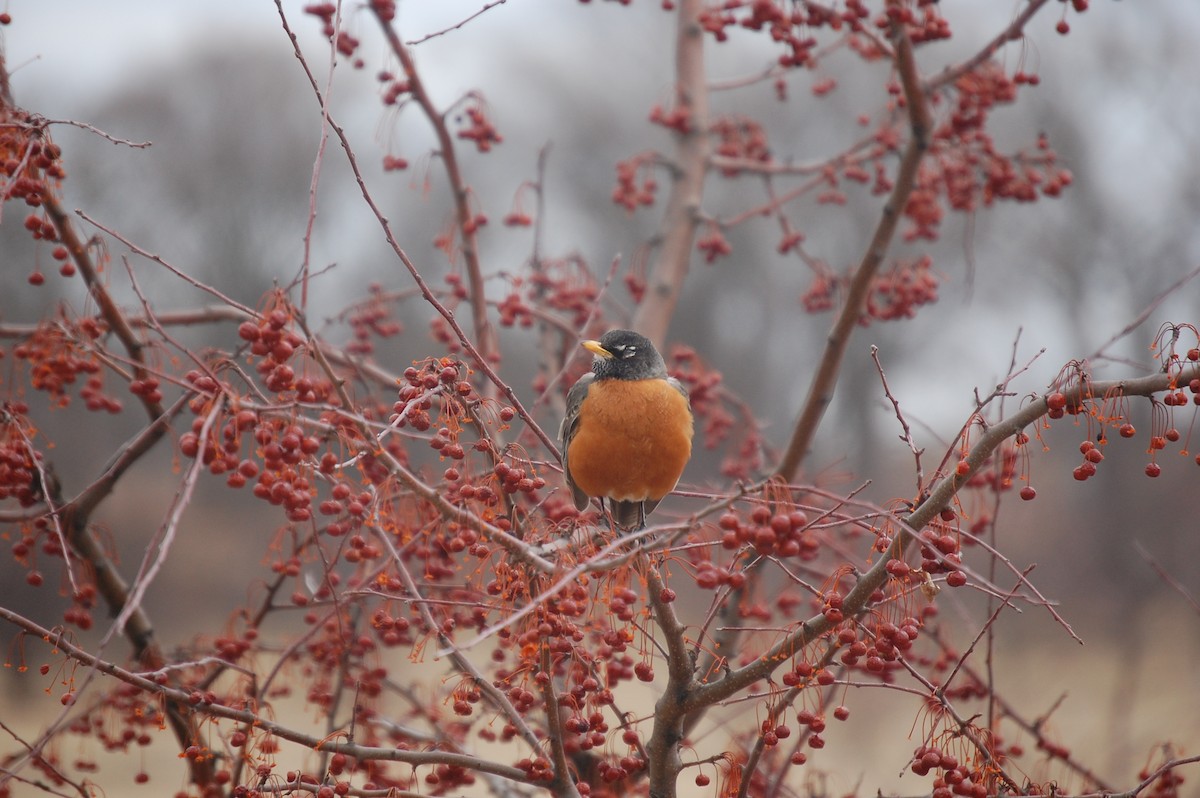 American Robin - ML37699571