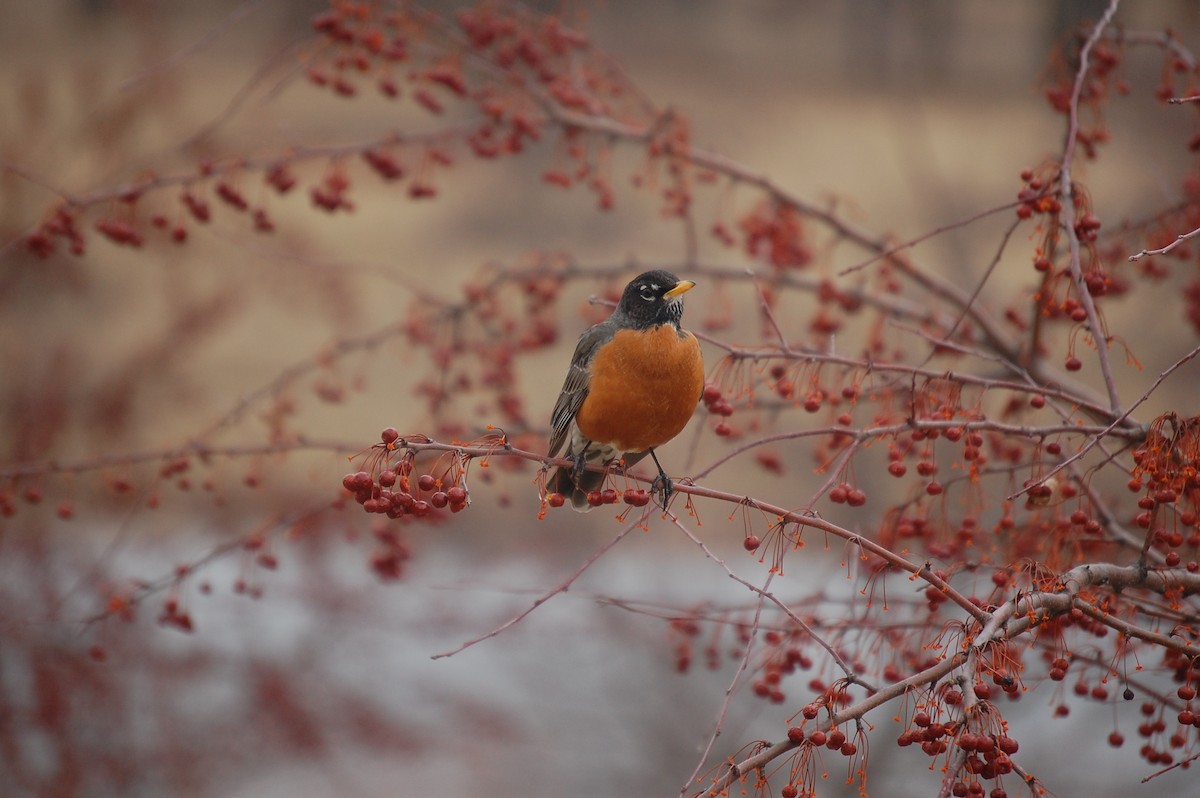 American Robin - ML37699581