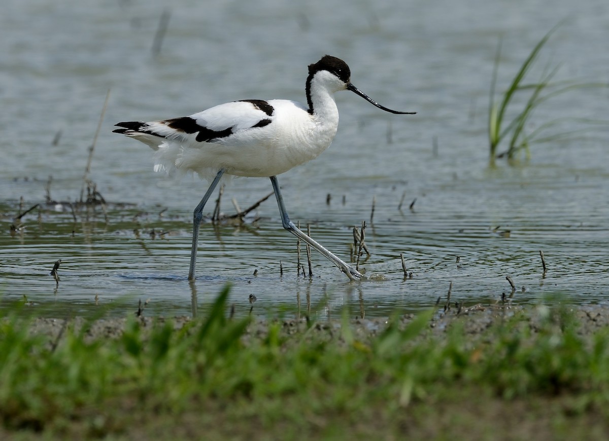 Pied Avocet - ML376995891