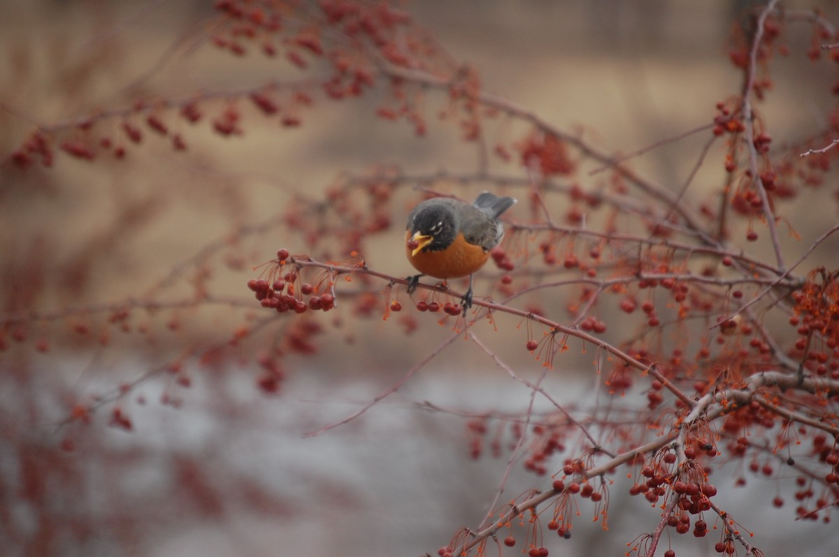 American Robin - ML37699591