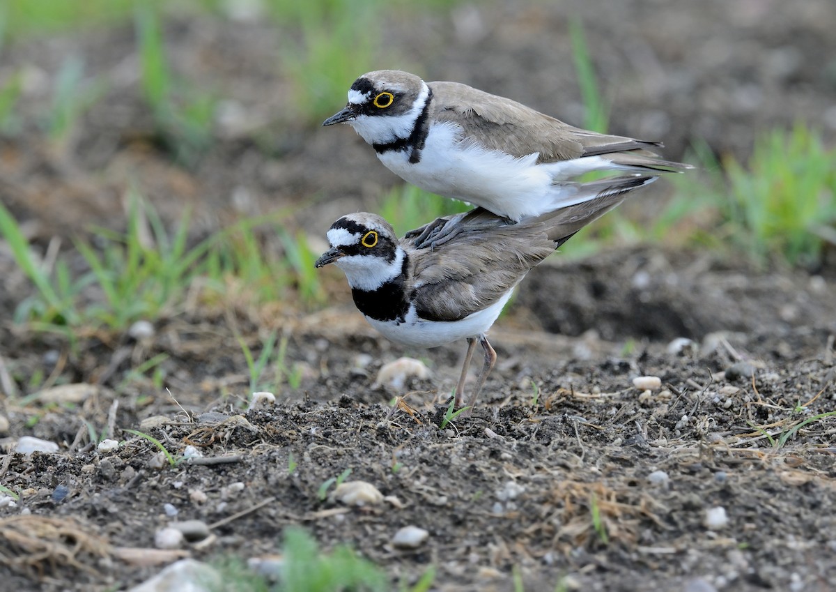 Little Ringed Plover - ML376995951