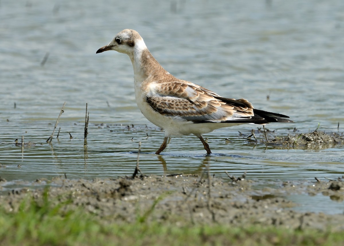 Gaviota Reidora - ML376995991