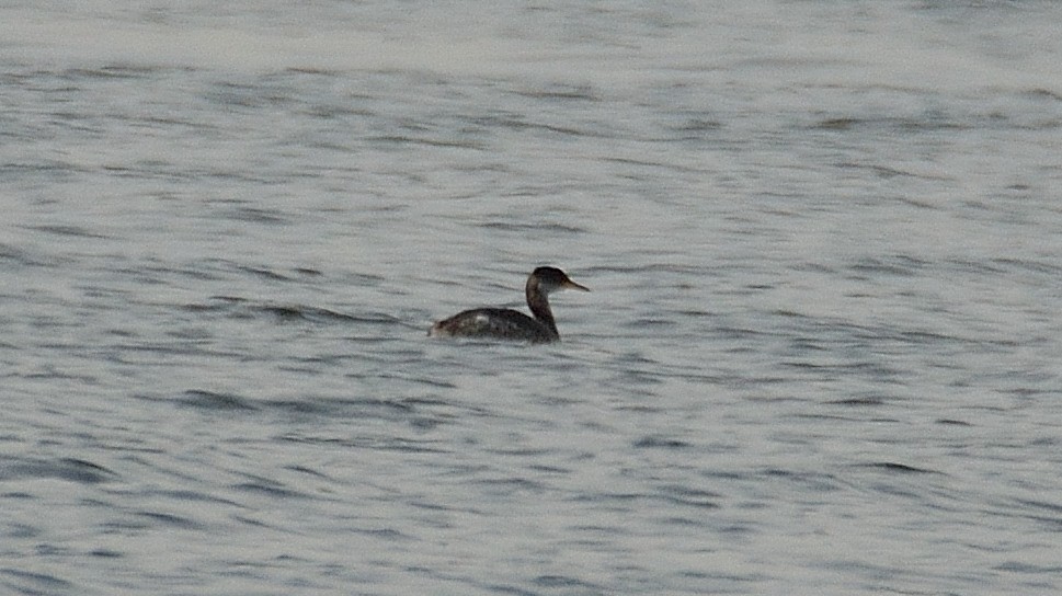 Red-necked Grebe - ML37699631