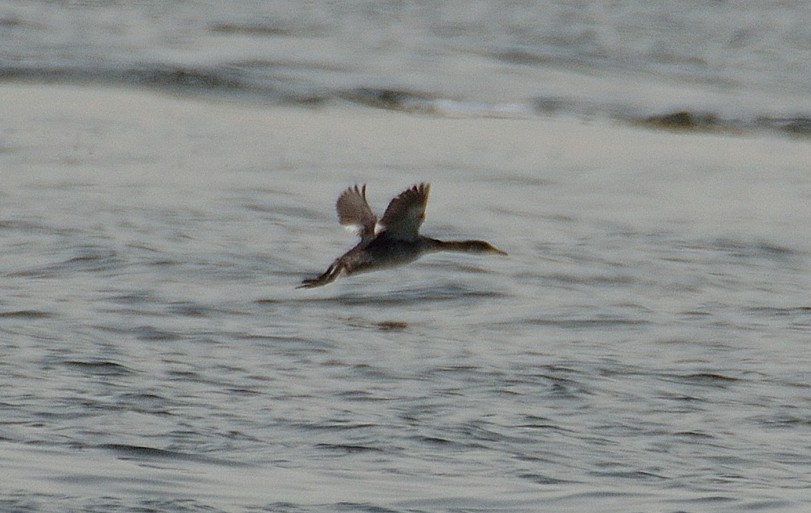 Red-necked Grebe - ML37699651