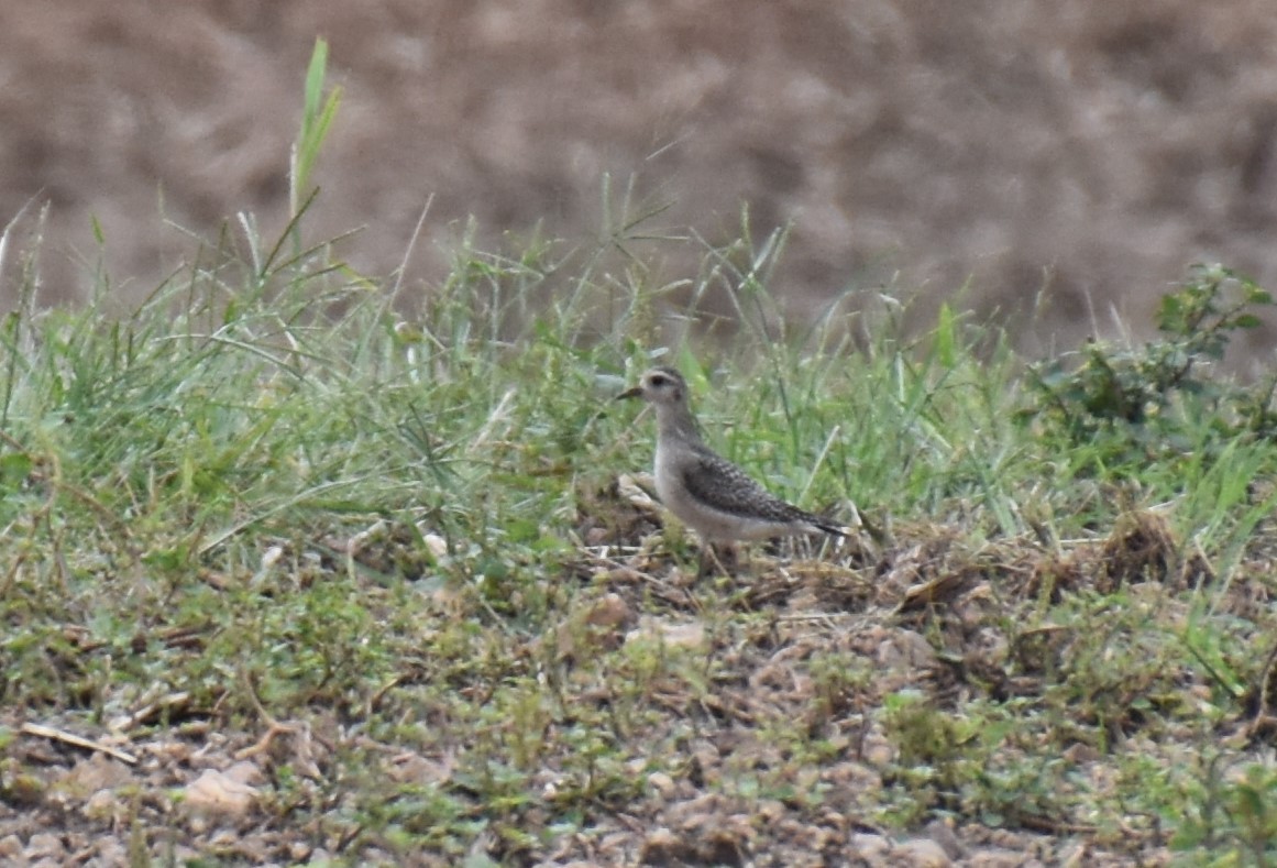 American Golden-Plover - ML376997261