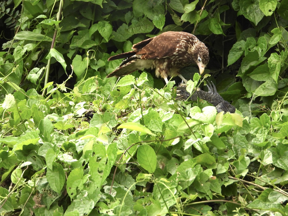 Caracara à tête jaune - ML376997271