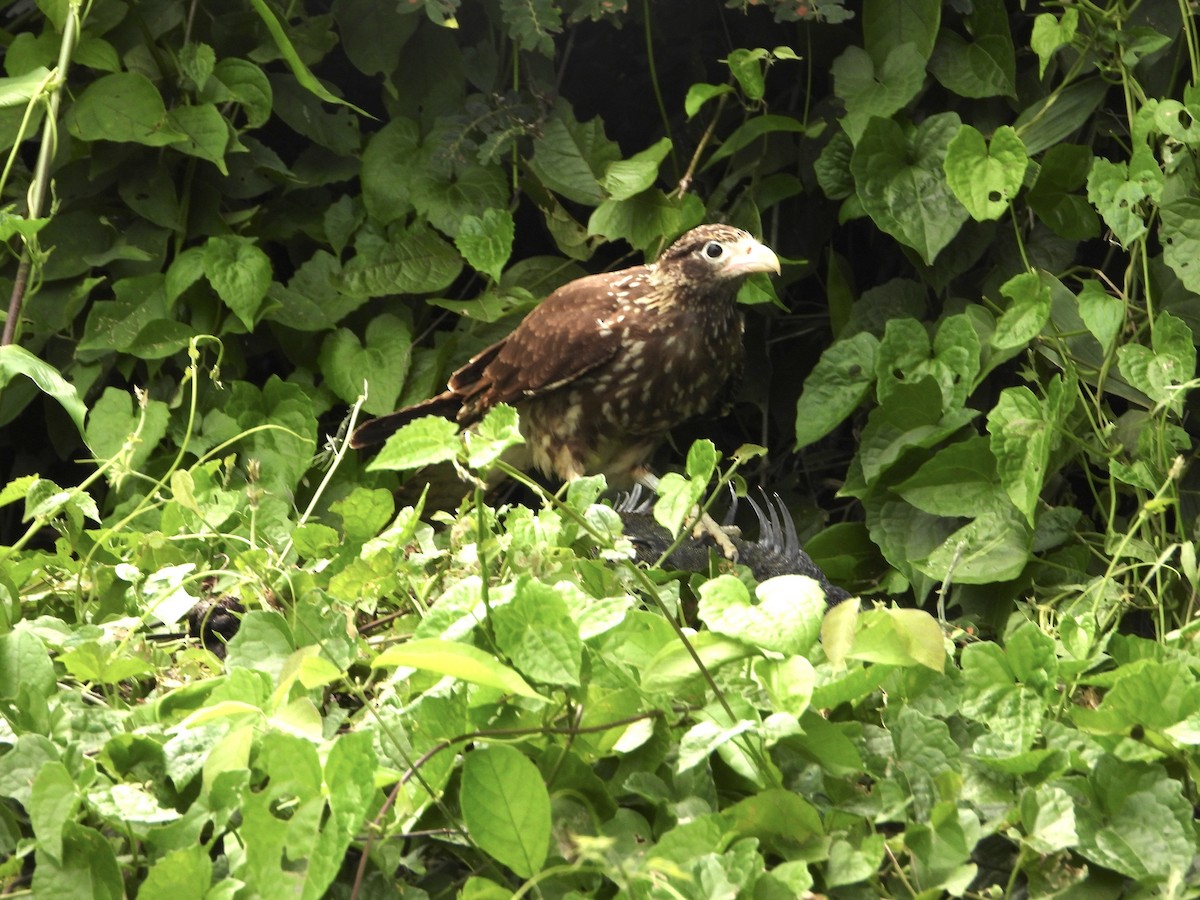 Caracara à tête jaune - ML376997281