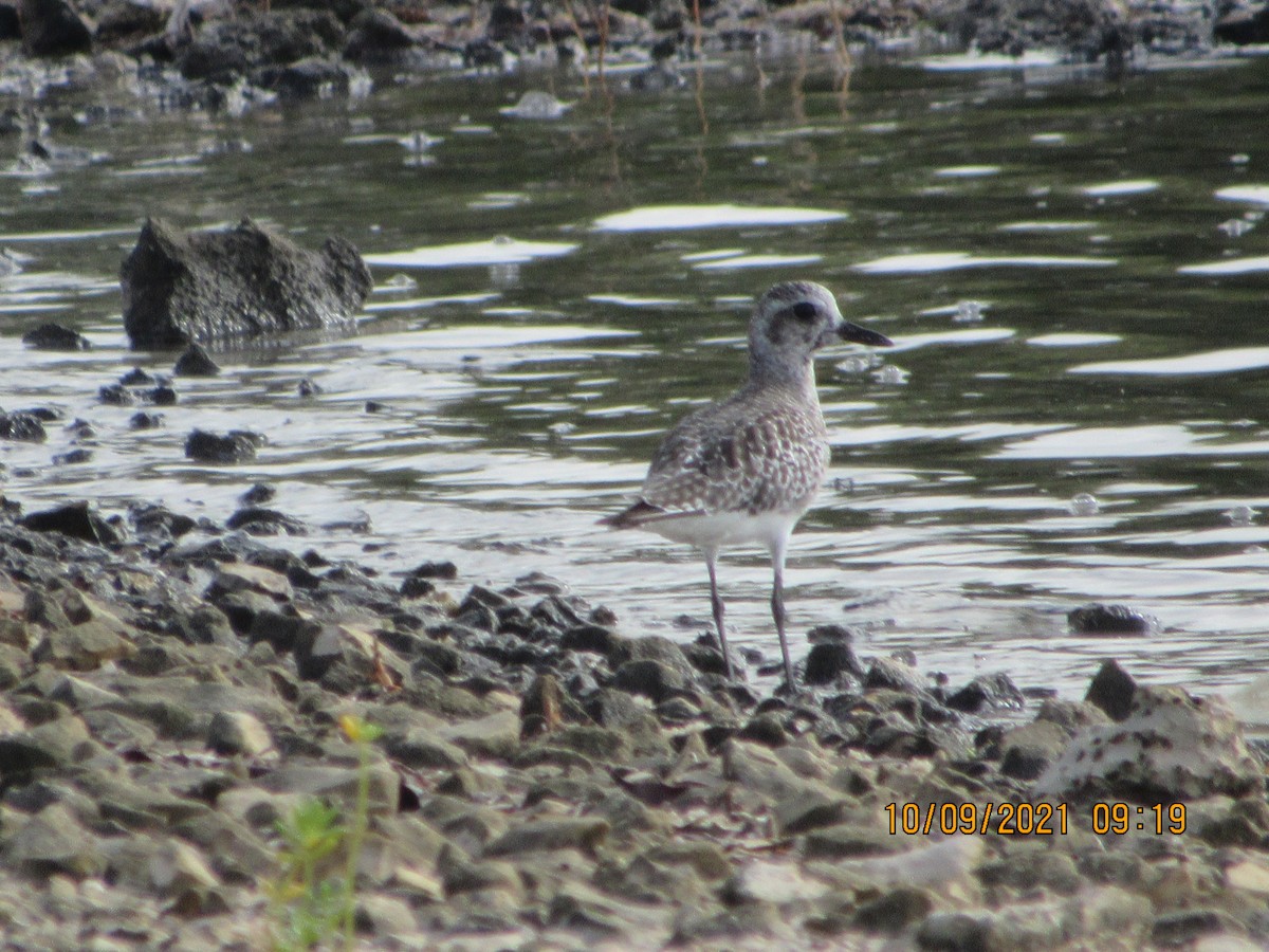 Black-bellied Plover - Vivian F. Moultrie