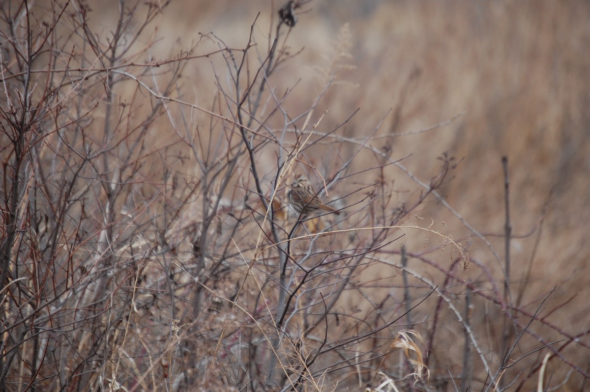 Song Sparrow - Glenn Perricone