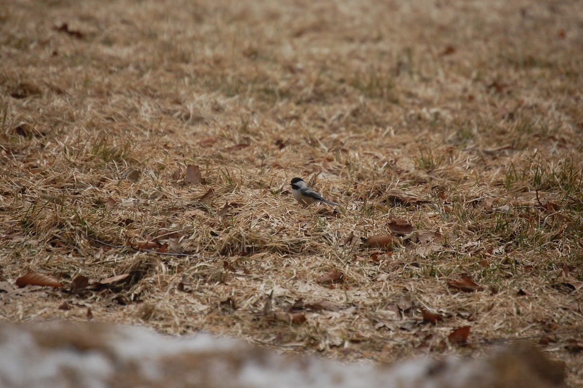 Black-capped Chickadee - ML37699931