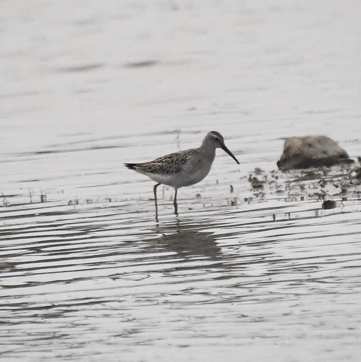 Stilt Sandpiper - ML377002951