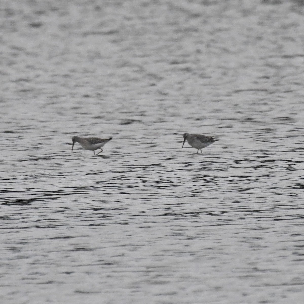 Stilt Sandpiper - ML377002981