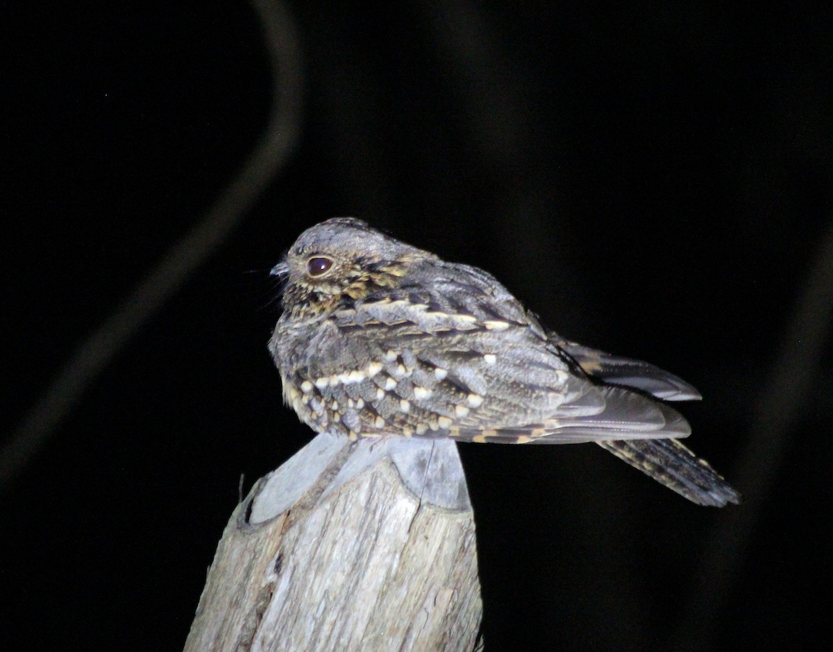 Little Nightjar - ML377003481