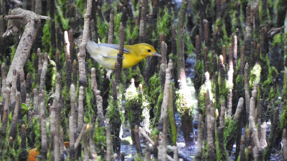 Prothonotary Warbler - Andrea Pacheco