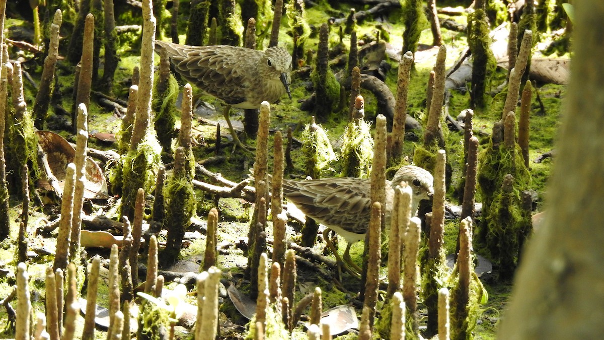 Least Sandpiper - ML377005301