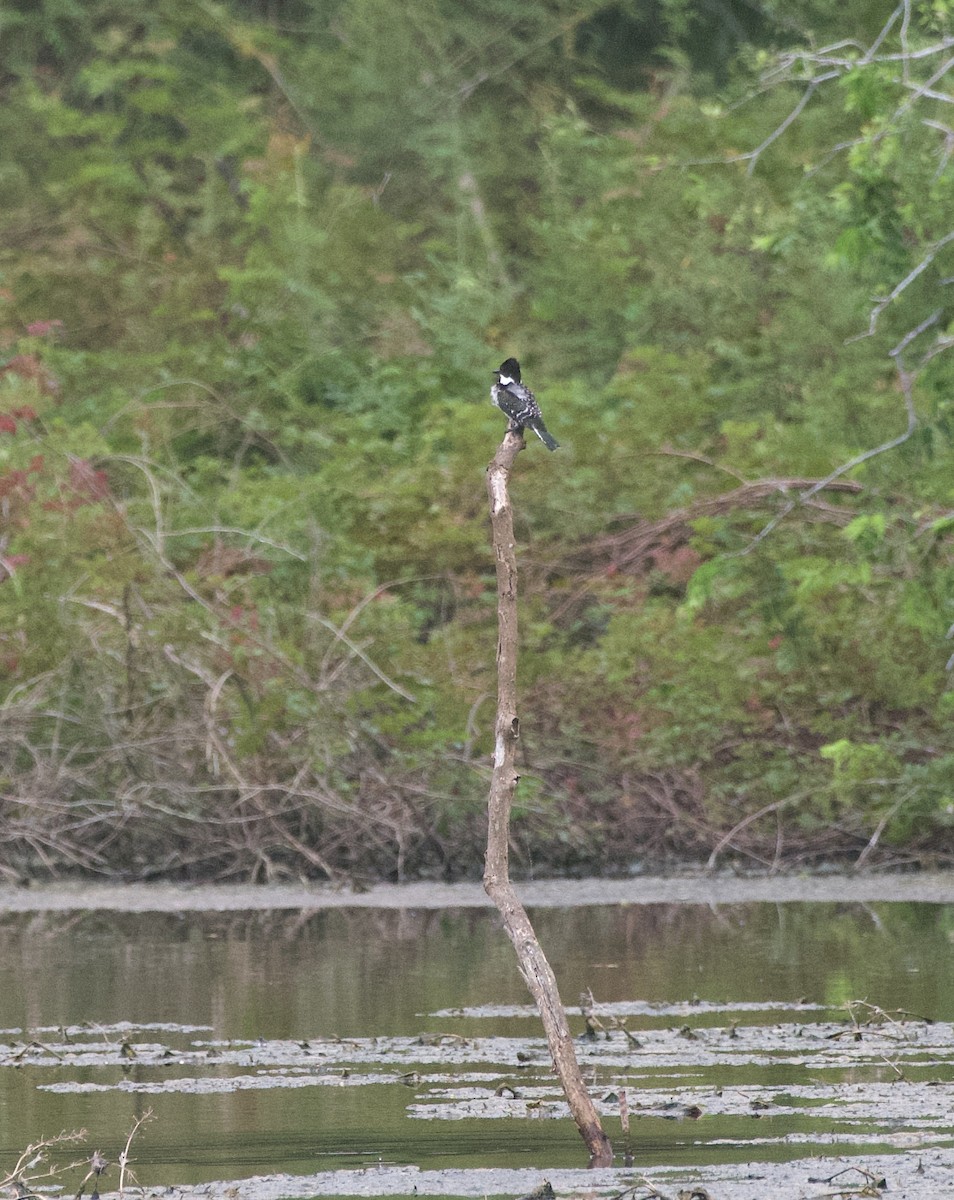 Green Kingfisher - ML377005891