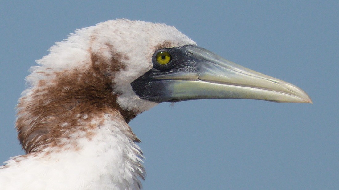 Masked Booby - ML377005951