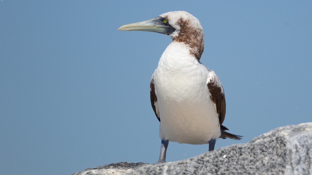 Masked Booby - ML377005971