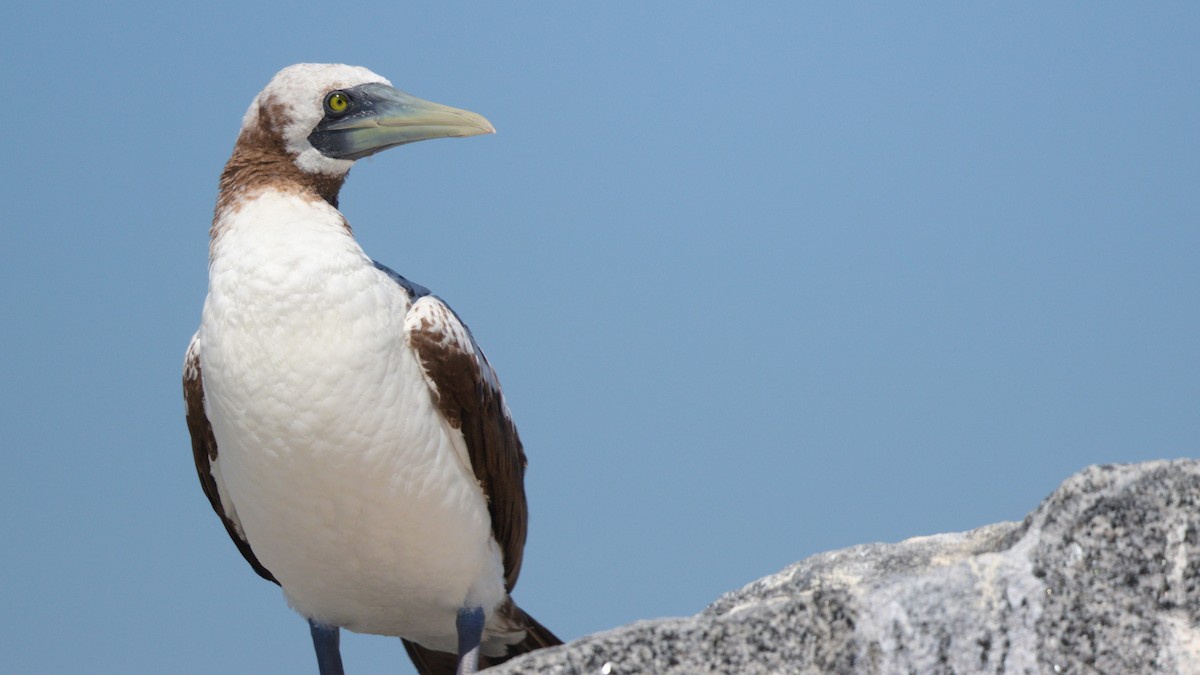 Masked Booby - ML377005981