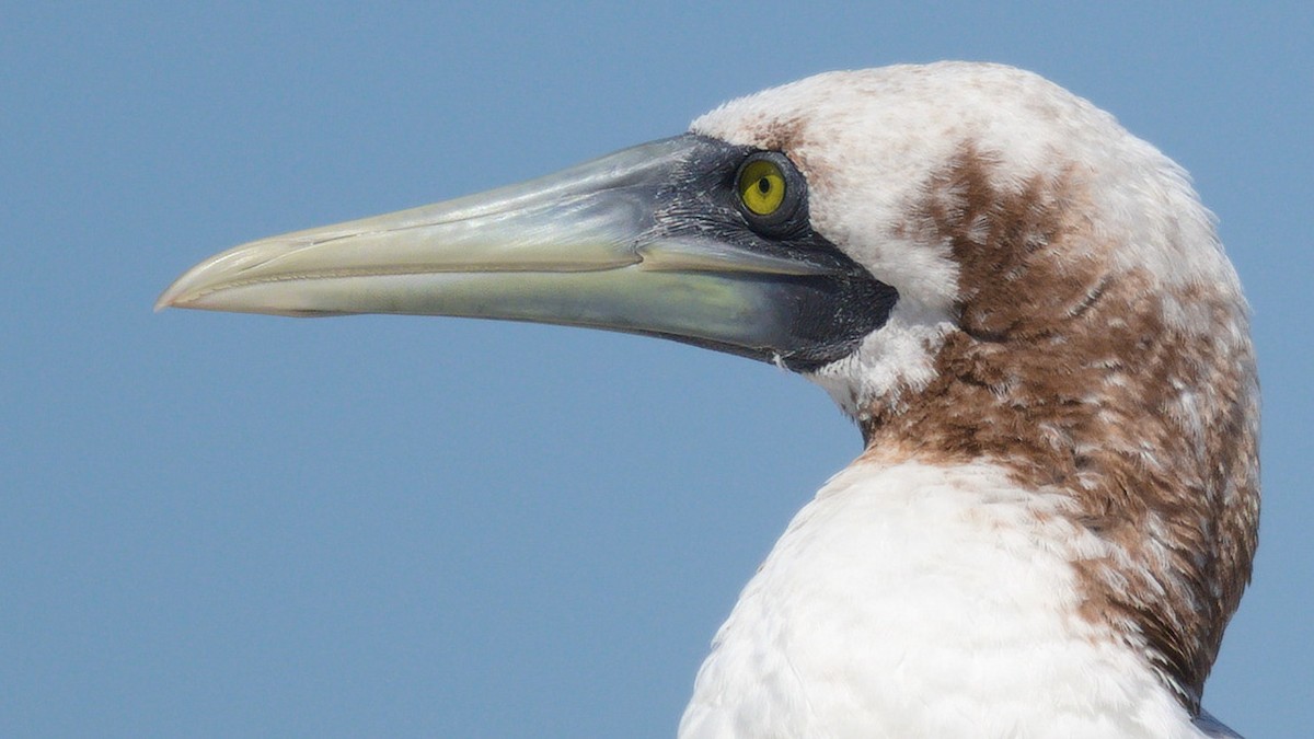 Masked Booby - ML377006021