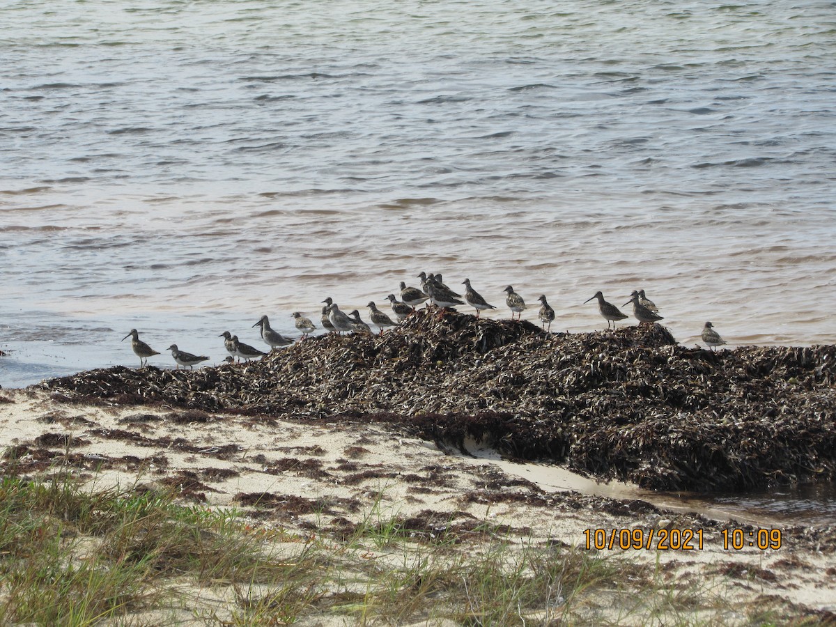 Ruddy Turnstone - ML377007311