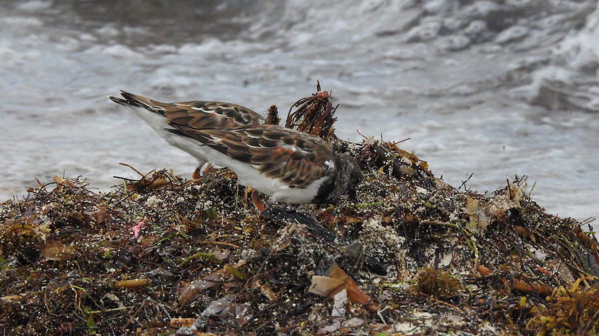 Ruddy Turnstone - ML377007351