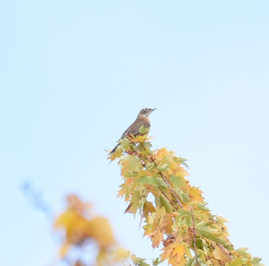 American Robin - ML377007521