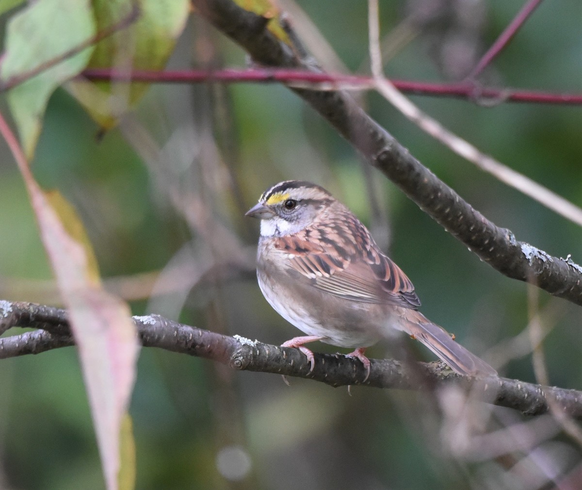 White-throated Sparrow - ML377007621