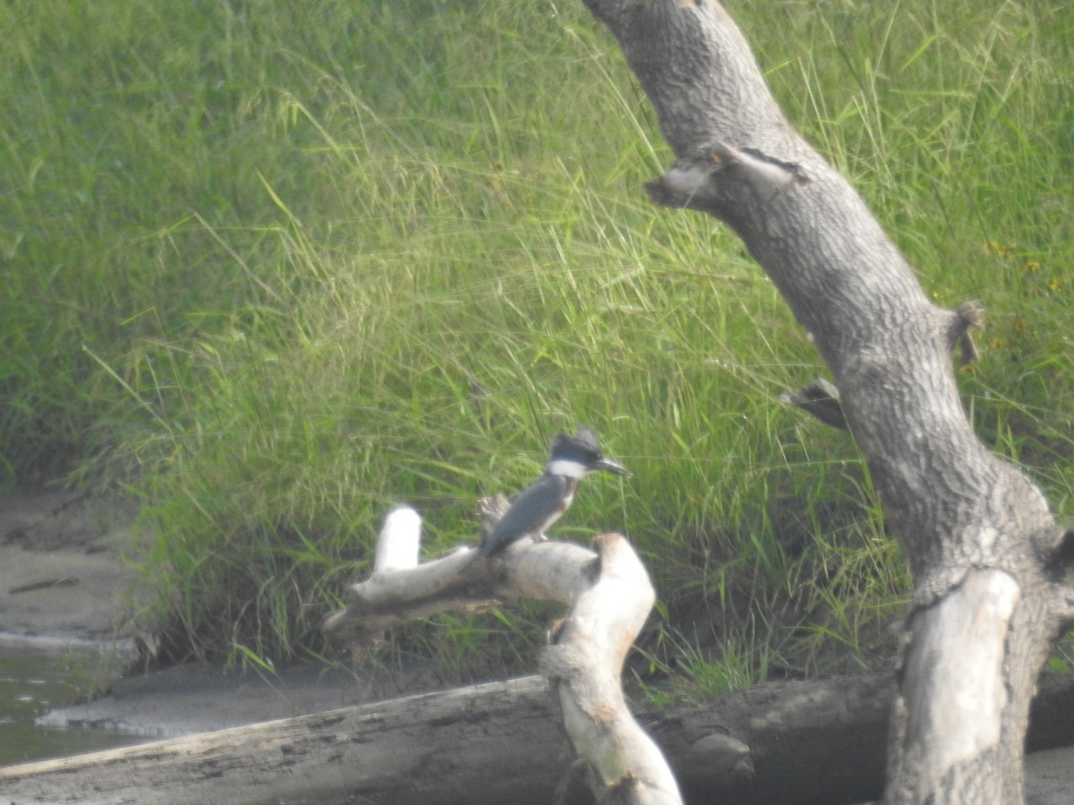 Belted Kingfisher - ML377008151