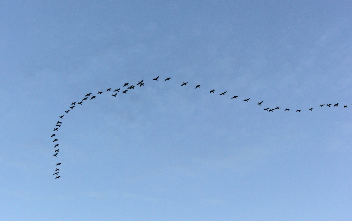 Double-crested Cormorant - Dominique De Caprona