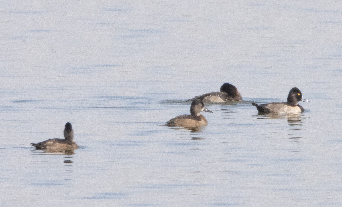 Ring-necked Duck - Liam Huber