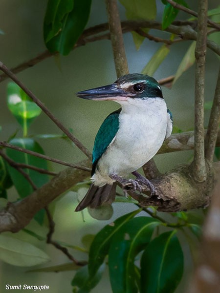 Collared Kingfisher (Oriental) - Sumit  Sengupta