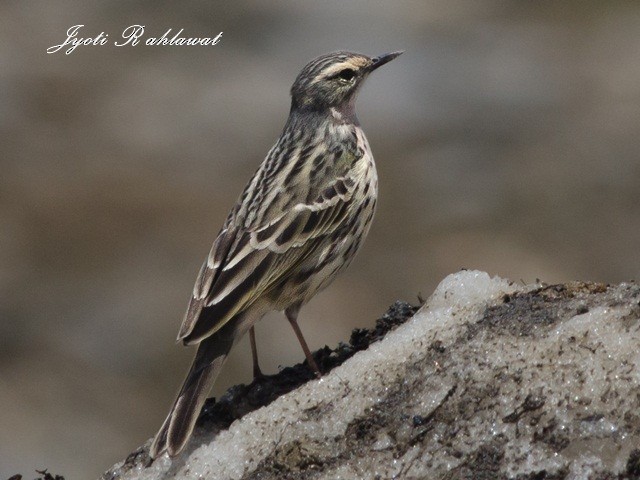 Rosy Pipit - ML377009221