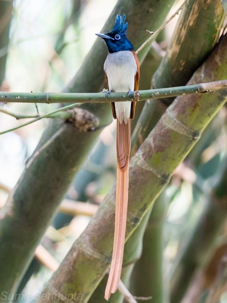 Indian Paradise-Flycatcher - ML377010311