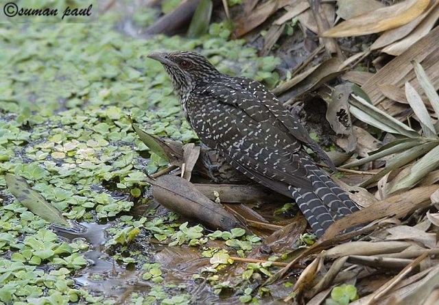 Asian Koel - ML377010331