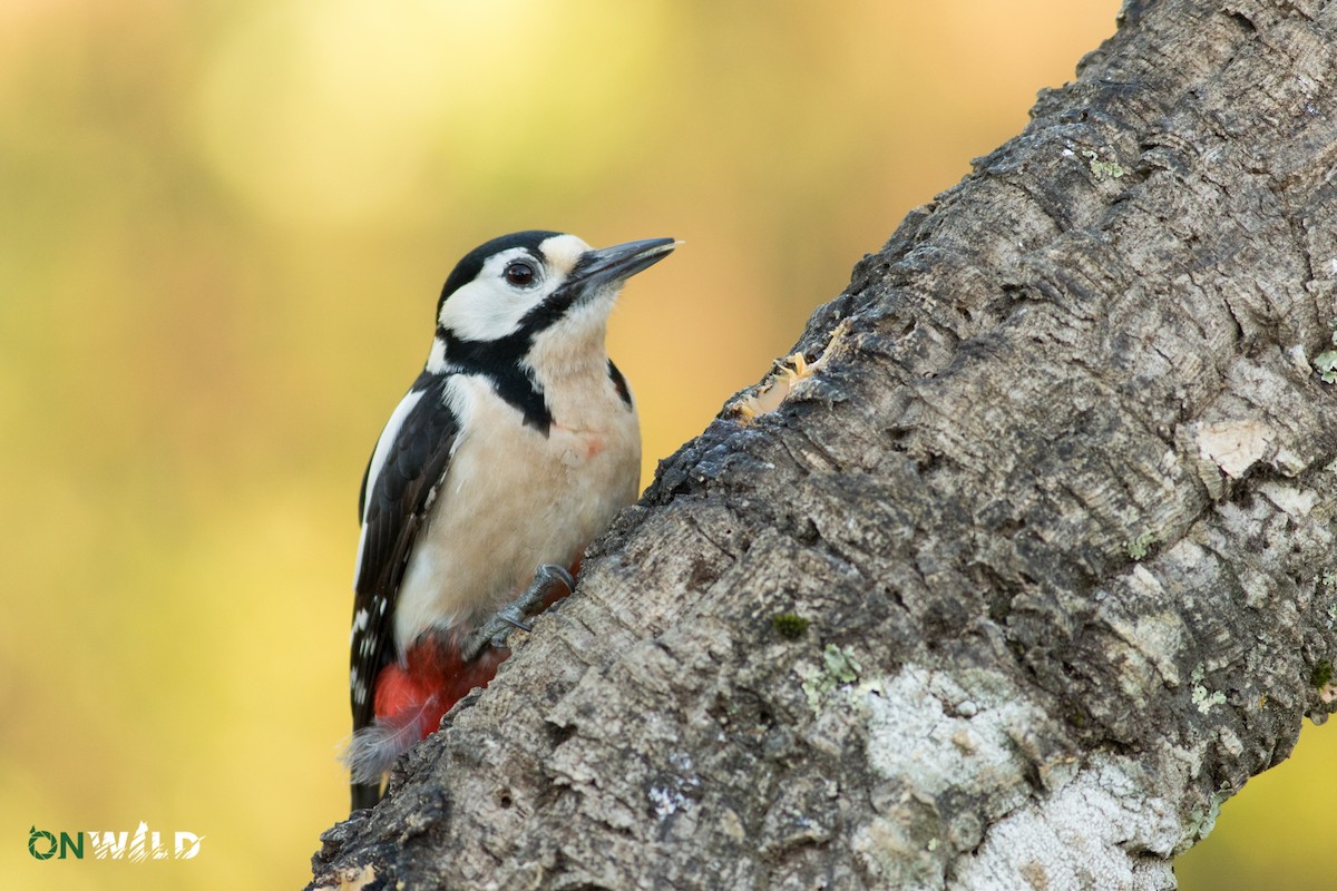 Great Spotted Woodpecker - ML377010421