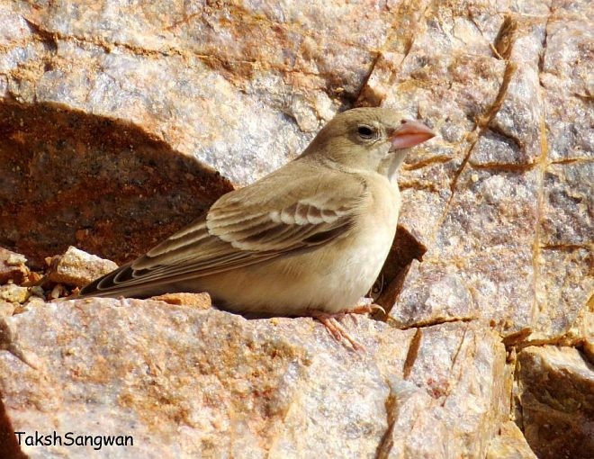 vrabec plavý - ML377012111