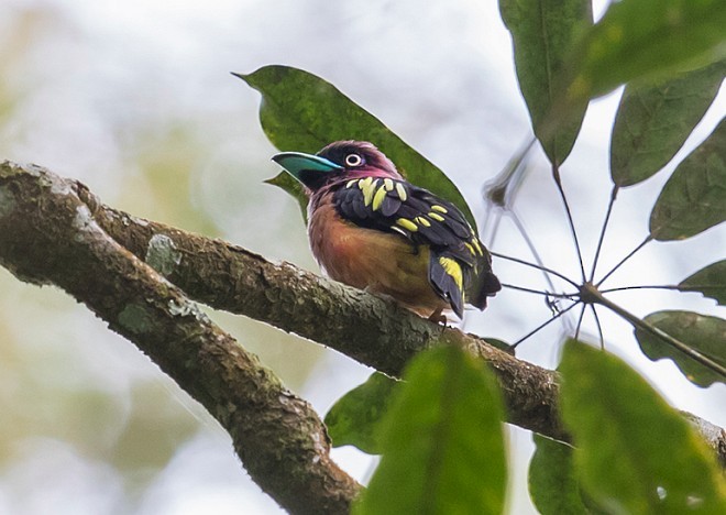 Banded Broadbill (Javan) - ML377012161