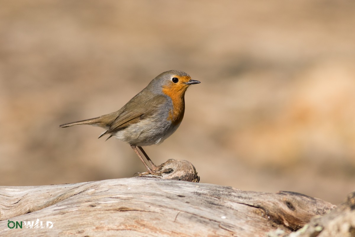 European Robin - Diogo Oliveira