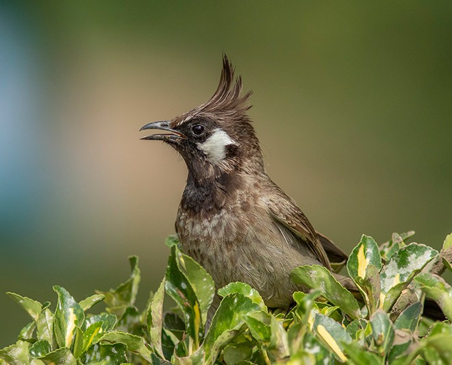 Himalayan Bulbul - Solomon Sampath Kumar