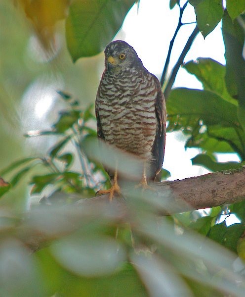 Moluccan Goshawk - ML377014941