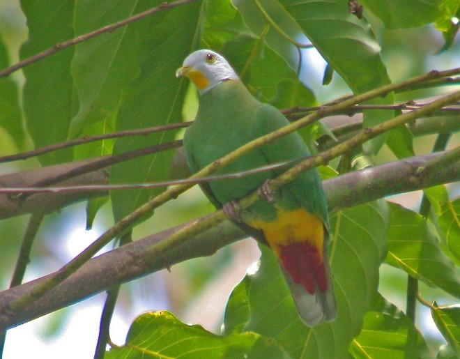 Black-naped Fruit-Dove - ML377015051