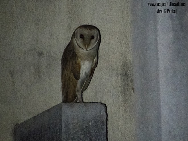 Barn Owl (Eastern) - ML377016111