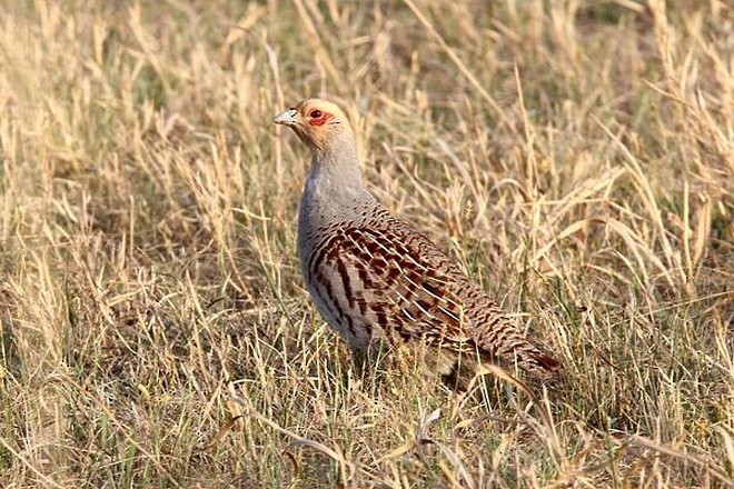 Daurian Partridge - ML377016731